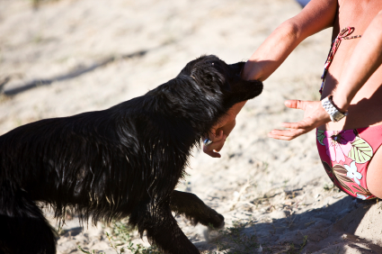 What Is Illinois Common Law For Dog Bites What Is Illinois Common Law For Dog Bites